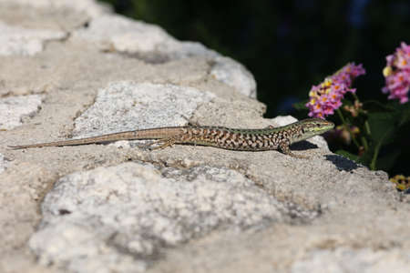 Green lizard sits on rocks and bask in the sunの写真素材