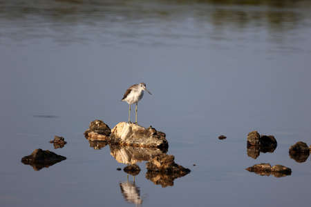 Woodcock in search of food in a salt lake.の写真素材