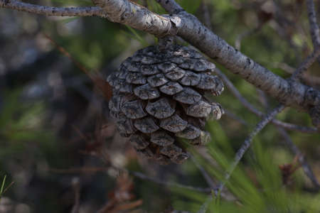 Pine branch with needles and old conesの写真素材