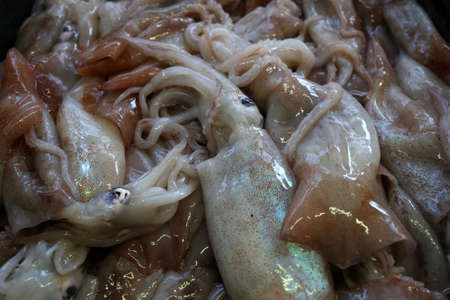 Different sea fish at a fish market in Croatia.の写真素材