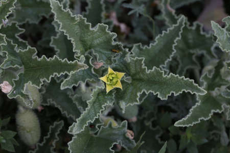 Green thorny plant with small yellow flowers.の写真素材