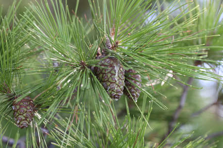 Green resinous cones on pine branches in Croatia.の写真素材