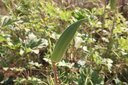 Okra vegetable on plants in farm. Okra plants in the garden.の写真素材