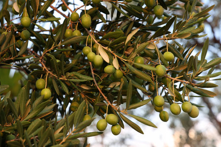 Green olives ripen on the branches of the tree.の写真素材