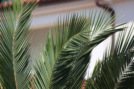 Green tropical palm leaves in the garden.の写真素材