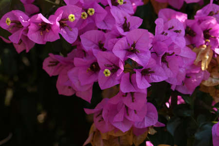 Magenta bougainvillea flowers. Bougainvillea flowers as a background.の写真素材