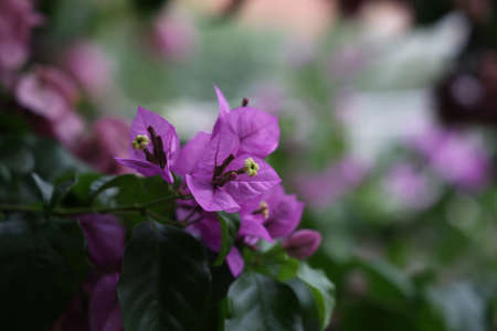 Magenta bougainvillea flowers. Bougainvillea flowers as a background.の写真素材