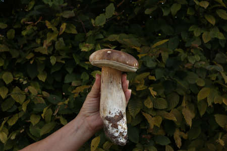 A hand with a huge boletus with a green background.の写真素材