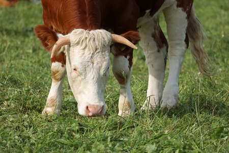 Cows graze calmly on a green meadow.の写真素材