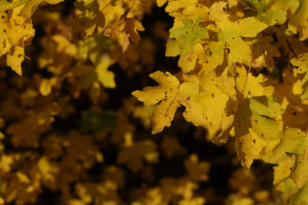 Beautiful leaves on trees in autumn season.の写真素材