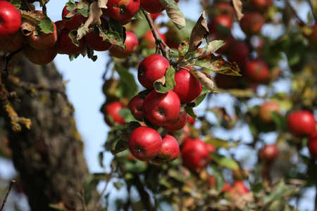 The apples ripen on the branches of the tree.の写真素材