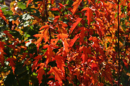 Beautiful leaves on trees in autumn season.の写真素材