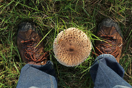 Parasol mushroom grew in a green meadow.の写真素材