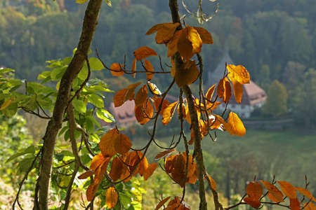 Beautiful leaves on trees in autumn season.の写真素材