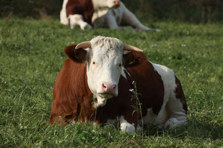 Cows graze calmly on a green meadow.の写真素材
