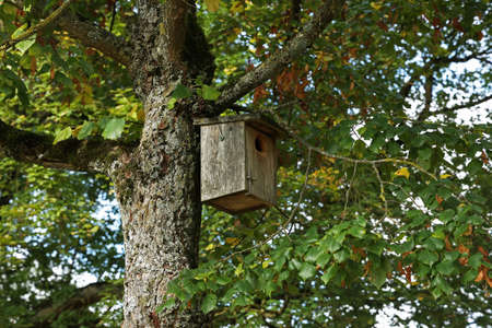 Birdbox - box as house for bird animal.の写真素材