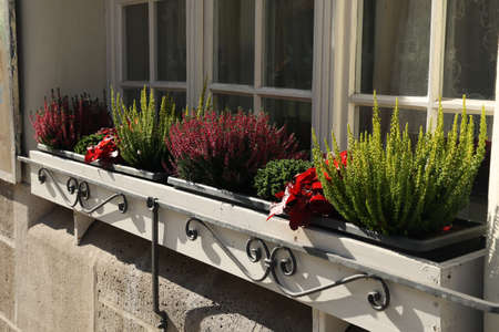 Windows with beautiful flowers on the windowsill.の写真素材