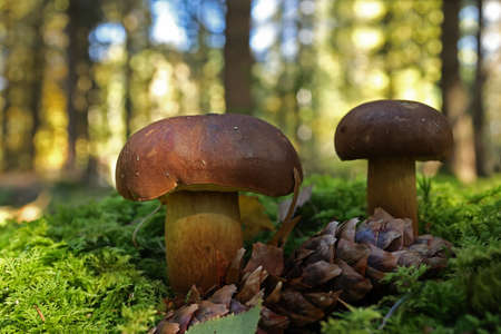 Mushroom in the forest in green mossの写真素材