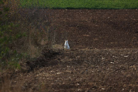 A domestic cat in the field huntingの写真素材