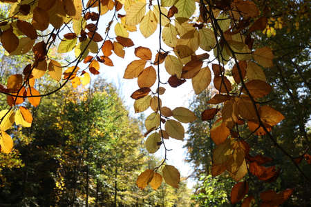 Beautiful leaves on trees in autumn seasonの写真素材