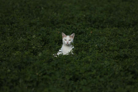 A domestic cat in the field huntingの写真素材