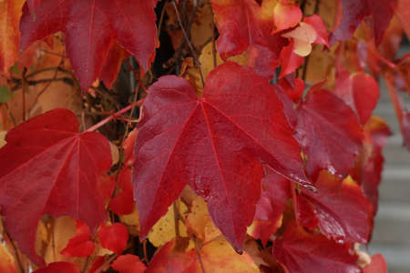 Beautiful leaves on trees in autumn seasonの写真素材