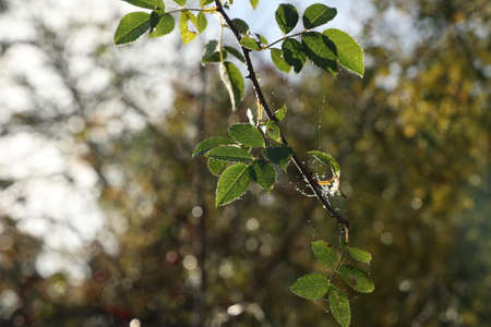 Green branch of rose hips in the morning dewの写真素材