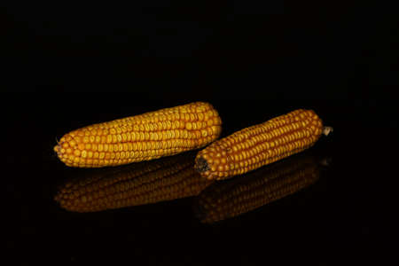 Ripe ears of corn on a black backgroundの写真素材