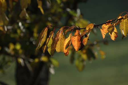 Beautiful leaves on trees in autumn season