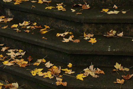 Yellow autumn leaves on the steps of the stairsの写真素材
