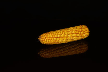 Ripe ears of corn on a black background.の写真素材
