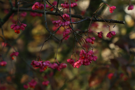 Euonymus europaeus. Pink and red fruits close-up of a spindle tree of a European shrub in autumnの写真素材