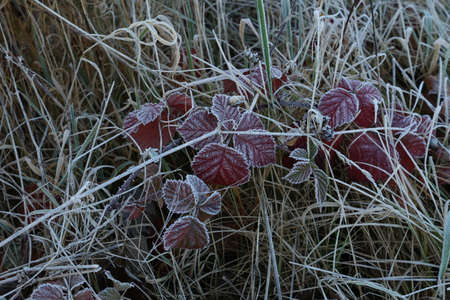 Autumn morning leaves are covered with hoarfrostの写真素材