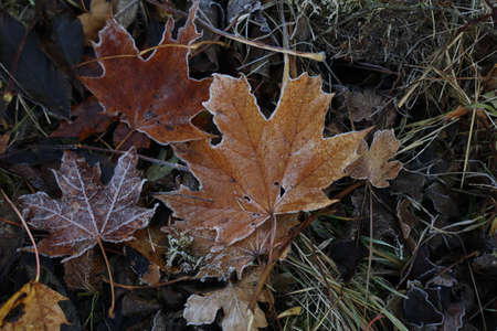 Autumn morning leaves are covered with hoarfrostの写真素材