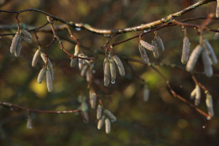 Tree branches with earrings in sunny weatherの写真素材