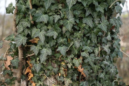 Hedera helix - Green ivy weaves a tree trunkの写真素材