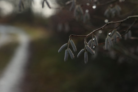 Tree branches with earrings in sunny weather.の写真素材