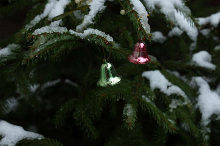 Christmas toys on a tree in the forestの写真素材