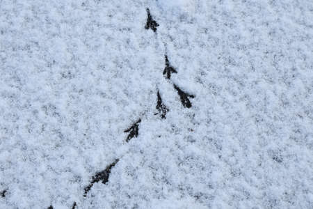 Bird tracks in the winter on fresh snowの写真素材