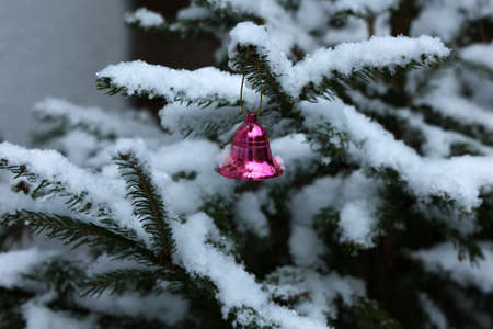 Christmas toys on a tree in the forestの写真素材