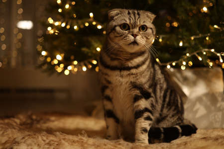 A cat under a glowing Christmas treeの写真素材