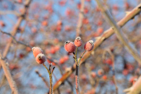 Rosehip berries in winter are covered with frostの写真素材