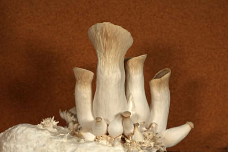 King oyster mushrooms. Grow mushrooms yourself at home.の写真素材