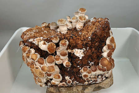 Shiitake mushrooms. Grow mushrooms yourself at home.の写真素材