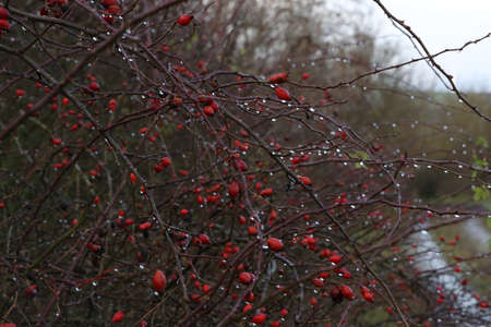 Rosehip branches with red berries in the morning dewの写真素材