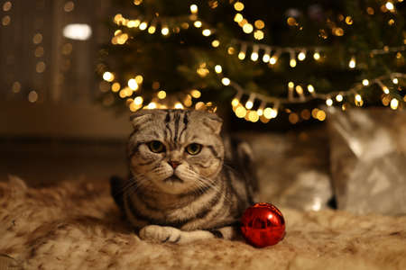 A cat under a glowing Christmas treeの写真素材