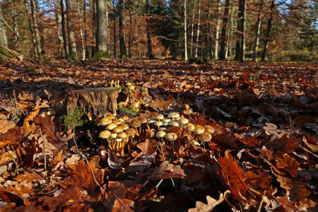 Autumn mushrooms grow in the forest on a stumpの写真素材