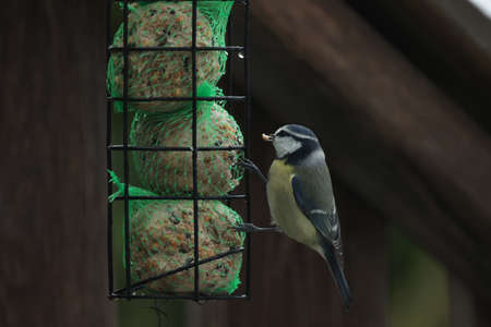 A tit in winter takes out seeds from a feederの写真素材