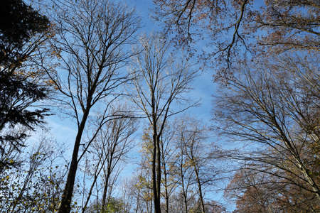 Tops of tall trees against the blue skyの写真素材