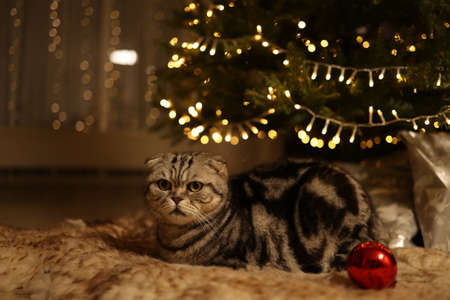 A cat under a glowing Christmas treeの写真素材